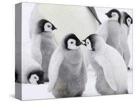 Emperor Penguin (Aptenodytes Forsteri) Chicks on Ice, Snow Hill Island, Antarctica-Keren Su-Stretched Canvas