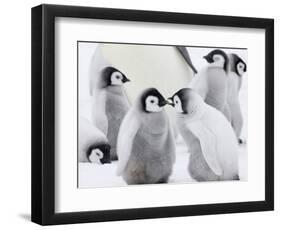 Emperor Penguin (Aptenodytes Forsteri) Chicks on Ice, Snow Hill Island, Antarctica-Keren Su-Framed Photographic Print