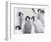 Emperor Penguin (Aptenodytes Forsteri) Chicks on Ice, Snow Hill Island, Antarctica-Keren Su-Framed Photographic Print