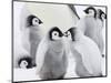 Emperor Penguin (Aptenodytes Forsteri) Chicks on Ice, Snow Hill Island, Antarctica-Keren Su-Mounted Photographic Print