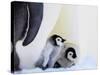 Emperor Penguin (Aptenodytes Forsteri) Chicks on Parents' Feet on Ice, Snow Hill Island, Antarctica-Keren Su-Stretched Canvas