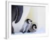 Emperor Penguin (Aptenodytes Forsteri) Chicks on Parents' Feet on Ice, Snow Hill Island, Antarctica-Keren Su-Framed Photographic Print