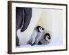 Emperor Penguin (Aptenodytes Forsteri) Chicks on Parents' Feet on Ice, Snow Hill Island, Antarctica-Keren Su-Framed Photographic Print