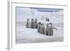 Emperor Penguin (Aptenodytes forsteri) group of chicks, colony, Antarctic Peninsula-Roger Tidman-Framed Photographic Print