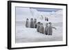 Emperor Penguin (Aptenodytes forsteri) group of chicks, colony, Antarctic Peninsula-Roger Tidman-Framed Photographic Print