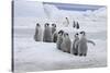 Emperor Penguin (Aptenodytes forsteri) group of chicks, colony, Antarctic Peninsula-Roger Tidman-Stretched Canvas