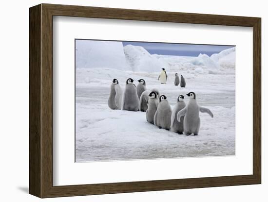 Emperor Penguin (Aptenodytes forsteri) group of chicks, colony, Antarctic Peninsula-Roger Tidman-Framed Photographic Print