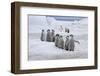 Emperor Penguin (Aptenodytes forsteri) group of chicks, colony, Antarctic Peninsula-Roger Tidman-Framed Photographic Print