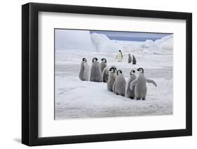 Emperor Penguin (Aptenodytes forsteri) group of chicks, colony, Antarctic Peninsula-Roger Tidman-Framed Photographic Print