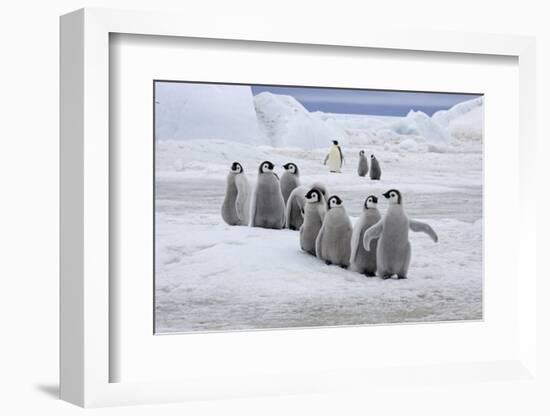 Emperor Penguin (Aptenodytes forsteri) group of chicks, colony, Antarctic Peninsula-Roger Tidman-Framed Photographic Print