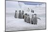 Emperor Penguin (Aptenodytes forsteri) group of chicks, colony, Antarctic Peninsula-Roger Tidman-Mounted Photographic Print