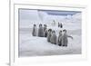 Emperor Penguin (Aptenodytes forsteri) group of chicks, colony, Antarctic Peninsula-Roger Tidman-Framed Photographic Print