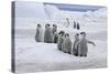 Emperor Penguin (Aptenodytes forsteri) group of chicks, colony, Antarctic Peninsula-Roger Tidman-Stretched Canvas