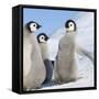 Emperor Penguin (Aptenodytes Forsteri) Parent with Chick on Ice, Snow Hill Island, Antarctica-Keren Su-Framed Stretched Canvas