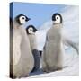 Emperor Penguin (Aptenodytes Forsteri) Parent with Chick on Ice, Snow Hill Island, Antarctica-Keren Su-Stretched Canvas