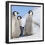 Emperor Penguin (Aptenodytes Forsteri) Parent with Chick on Ice, Snow Hill Island, Antarctica-Keren Su-Framed Photographic Print