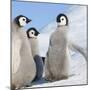 Emperor Penguin (Aptenodytes Forsteri) Parent with Chick on Ice, Snow Hill Island, Antarctica-Keren Su-Mounted Photographic Print