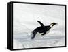 Emperor Penguin (Aptenodytes Forsteri), Snow Hill Island, Weddell Sea, Antarctica, Polar Regions-Thorsten Milse-Framed Stretched Canvas