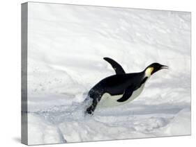 Emperor Penguin (Aptenodytes Forsteri), Snow Hill Island, Weddell Sea, Antarctica, Polar Regions-Thorsten Milse-Stretched Canvas