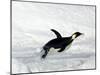 Emperor Penguin (Aptenodytes Forsteri), Snow Hill Island, Weddell Sea, Antarctica, Polar Regions-Thorsten Milse-Mounted Photographic Print