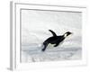 Emperor Penguin (Aptenodytes Forsteri), Snow Hill Island, Weddell Sea, Antarctica, Polar Regions-Thorsten Milse-Framed Photographic Print