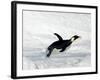 Emperor Penguin (Aptenodytes Forsteri), Snow Hill Island, Weddell Sea, Antarctica, Polar Regions-Thorsten Milse-Framed Photographic Print