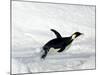 Emperor Penguin (Aptenodytes Forsteri), Snow Hill Island, Weddell Sea, Antarctica, Polar Regions-Thorsten Milse-Mounted Photographic Print