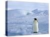 Emperor Penguin (Aptenodytes Forsteri), Snow Hill Island, Weddell Sea, Antarctica, Polar Regions-Thorsten Milse-Stretched Canvas