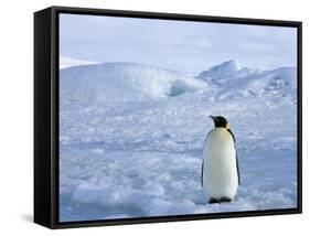 Emperor Penguin (Aptenodytes Forsteri), Snow Hill Island, Weddell Sea, Antarctica, Polar Regions-Thorsten Milse-Framed Stretched Canvas