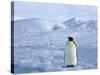 Emperor Penguin (Aptenodytes Forsteri), Snow Hill Island, Weddell Sea, Antarctica, Polar Regions-Thorsten Milse-Stretched Canvas