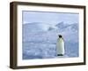 Emperor Penguin (Aptenodytes Forsteri), Snow Hill Island, Weddell Sea, Antarctica, Polar Regions-Thorsten Milse-Framed Photographic Print