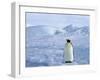 Emperor Penguin (Aptenodytes Forsteri), Snow Hill Island, Weddell Sea, Antarctica, Polar Regions-Thorsten Milse-Framed Photographic Print