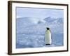 Emperor Penguin (Aptenodytes Forsteri), Snow Hill Island, Weddell Sea, Antarctica, Polar Regions-Thorsten Milse-Framed Photographic Print