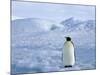 Emperor Penguin (Aptenodytes Forsteri), Snow Hill Island, Weddell Sea, Antarctica, Polar Regions-Thorsten Milse-Mounted Photographic Print