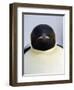 Emperor Penguin (Aptenodytes Forsteri), Snow Hill Island, Weddell Sea, Antarctica, Polar Regions-Thorsten Milse-Framed Photographic Print