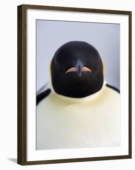 Emperor Penguin (Aptenodytes Forsteri), Snow Hill Island, Weddell Sea, Antarctica, Polar Regions-Thorsten Milse-Framed Photographic Print