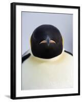 Emperor Penguin (Aptenodytes Forsteri), Snow Hill Island, Weddell Sea, Antarctica, Polar Regions-Thorsten Milse-Framed Photographic Print