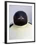 Emperor Penguin (Aptenodytes Forsteri), Snow Hill Island, Weddell Sea, Antarctica, Polar Regions-Thorsten Milse-Framed Photographic Print