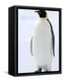 Emperor Penguin (Aptenodytes Forsteri), Snow Hill Island, Weddell Sea, Antarctica, Polar Regions-Thorsten Milse-Framed Stretched Canvas