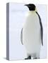 Emperor Penguin (Aptenodytes Forsteri), Snow Hill Island, Weddell Sea, Antarctica, Polar Regions-Thorsten Milse-Stretched Canvas