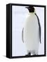 Emperor Penguin (Aptenodytes Forsteri), Snow Hill Island, Weddell Sea, Antarctica, Polar Regions-Thorsten Milse-Framed Stretched Canvas