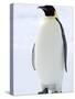 Emperor Penguin (Aptenodytes Forsteri), Snow Hill Island, Weddell Sea, Antarctica, Polar Regions-Thorsten Milse-Stretched Canvas