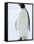 Emperor Penguin (Aptenodytes Forsteri), Snow Hill Island, Weddell Sea, Antarctica, Polar Regions-Thorsten Milse-Framed Stretched Canvas