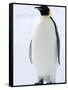 Emperor Penguin (Aptenodytes Forsteri), Snow Hill Island, Weddell Sea, Antarctica, Polar Regions-Thorsten Milse-Framed Stretched Canvas