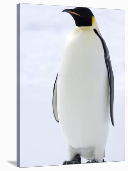 Emperor Penguin (Aptenodytes Forsteri), Snow Hill Island, Weddell Sea, Antarctica, Polar Regions-Thorsten Milse-Stretched Canvas