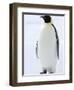 Emperor Penguin (Aptenodytes Forsteri), Snow Hill Island, Weddell Sea, Antarctica, Polar Regions-Thorsten Milse-Framed Photographic Print