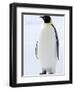 Emperor Penguin (Aptenodytes Forsteri), Snow Hill Island, Weddell Sea, Antarctica, Polar Regions-Thorsten Milse-Framed Photographic Print