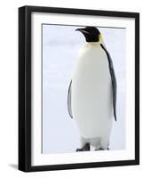 Emperor Penguin (Aptenodytes Forsteri), Snow Hill Island, Weddell Sea, Antarctica, Polar Regions-Thorsten Milse-Framed Photographic Print