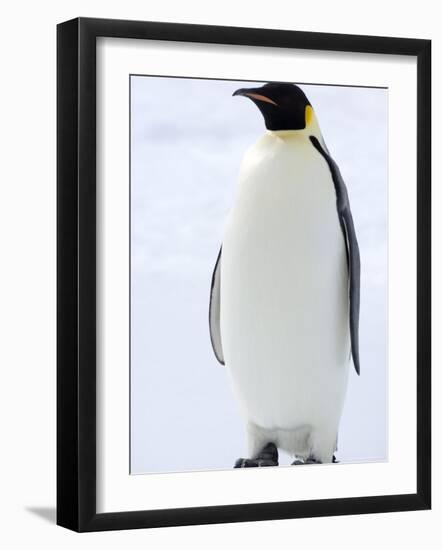 Emperor Penguin (Aptenodytes Forsteri), Snow Hill Island, Weddell Sea, Antarctica, Polar Regions-Thorsten Milse-Framed Photographic Print