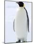 Emperor Penguin (Aptenodytes Forsteri), Snow Hill Island, Weddell Sea, Antarctica, Polar Regions-Thorsten Milse-Mounted Photographic Print